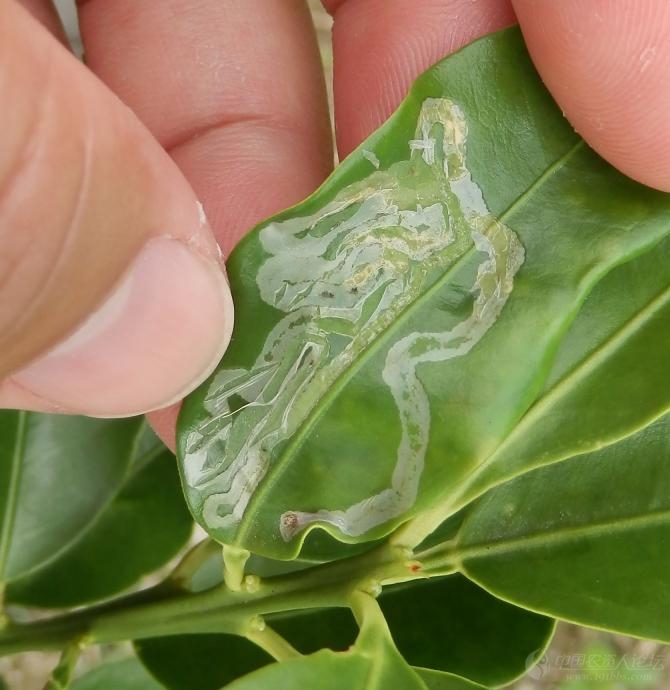 金桔潜叶蛾危害图片