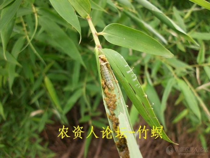竹螟图片