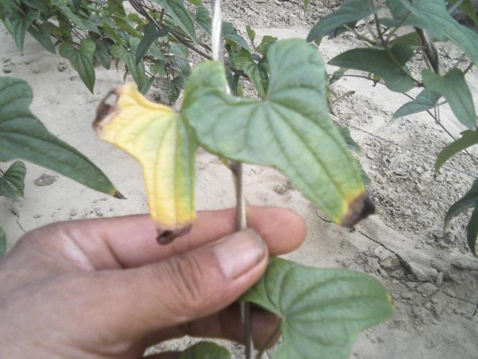 山药山药病害求治