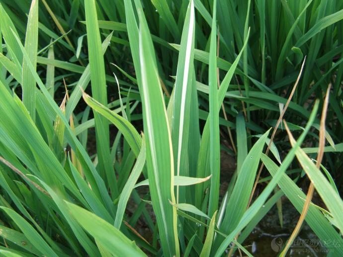 再补充,一条白班直贯水稻叶片,叶鞘.