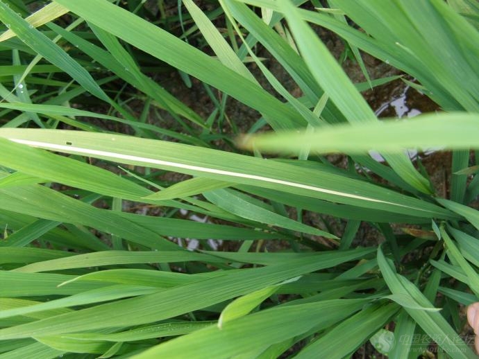 谁见过水稻这样子的?一条白线直贯叶片,叶鞘._病虫草图_191农资人 - 