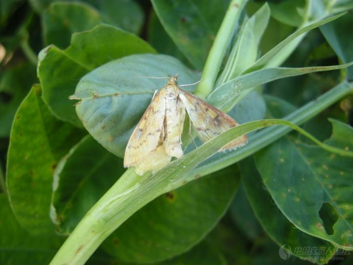 玉米螟及其卵应该是二级