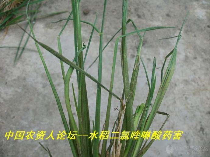 原创高清水稻二氯喹啉酸药害