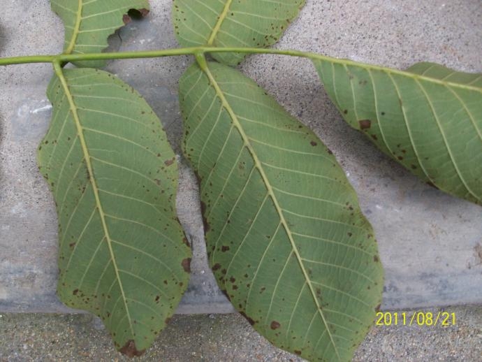 [核桃]请高手指教:核桃最近的病害!太严重!