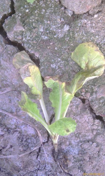 大白菜白菜叶腐病如何防治