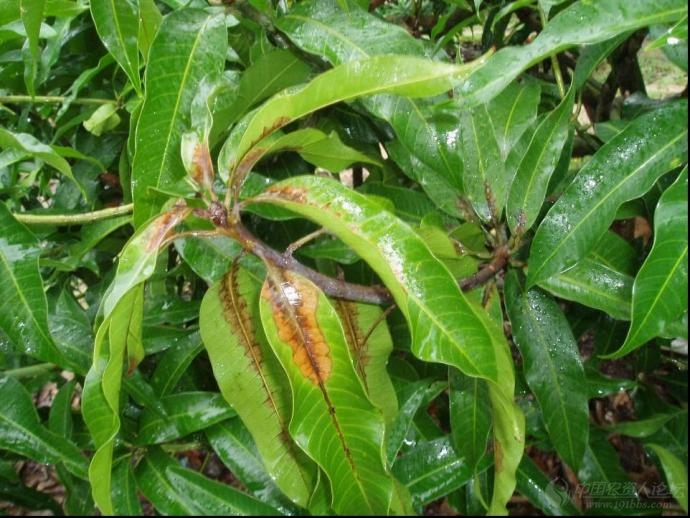 芒果芒果的病害