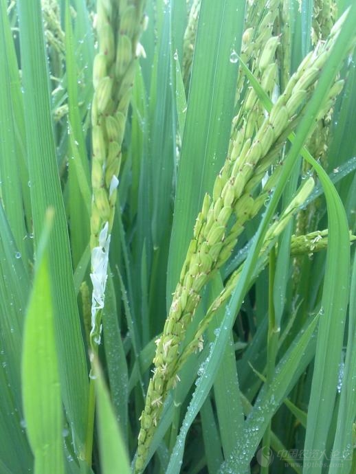 各位看看水稻这样白穗是啥原因