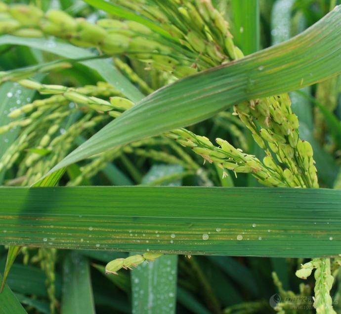 水稻细菌性条斑病