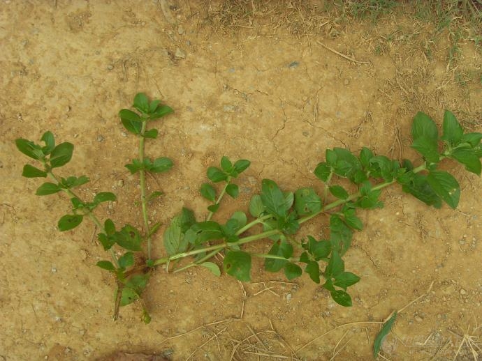 病虫草图 麻烦高手帮忙认一下杂草  这三个图片是一种杂草,双子叶的