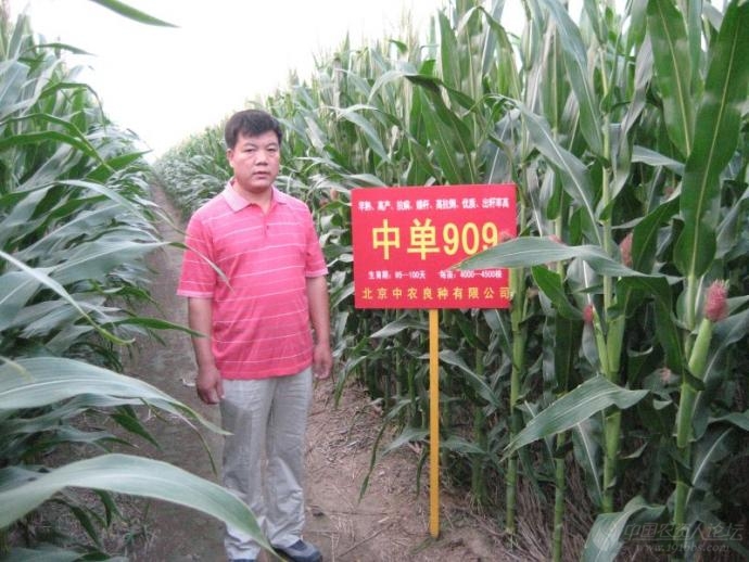 中单909大田