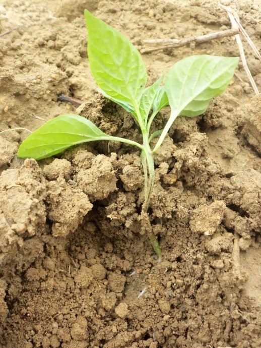 辣椒辣椒立枯病