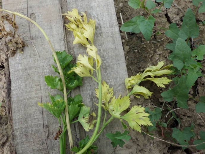 芹菜请教芹菜病害