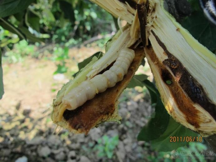 桑天牛老龄幼虫