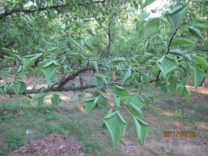 杏根腐病的叶部表现