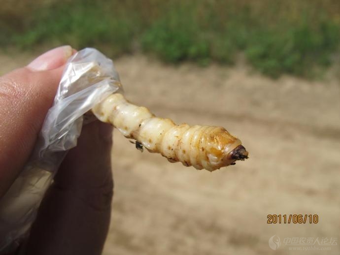 桑天牛老龄幼虫