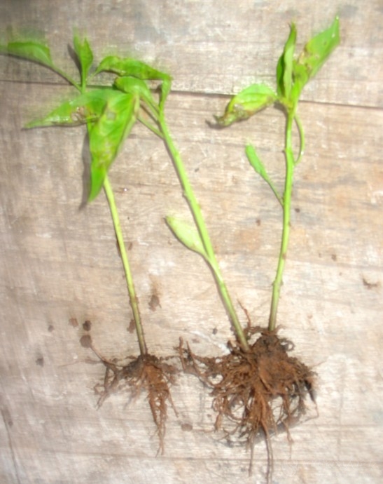 在路上康必丰农场全程实录