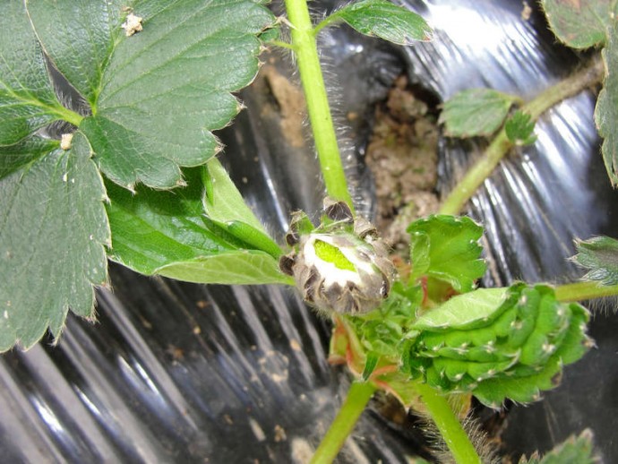 草莓缺钙高清图谱原创欢迎大家讨论