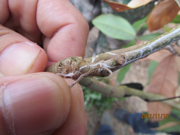 [荔枝]求荔枝病害