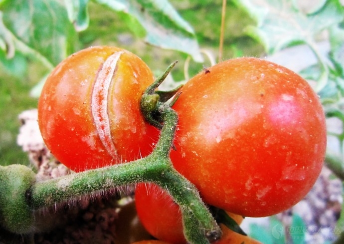 佳西娜番茄的裂果