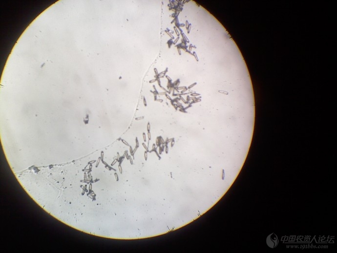 青椒白粉病有的专家说是白粉有的专家说是霜霉经过镜检是