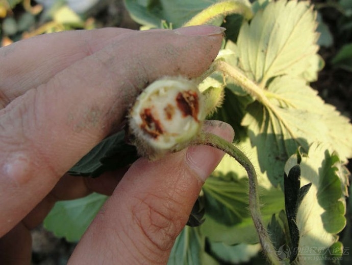 草莓枯萎根腐炭疽病的区别欢迎讨论