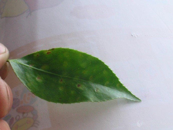 茶花疑是穿孔褐斑病