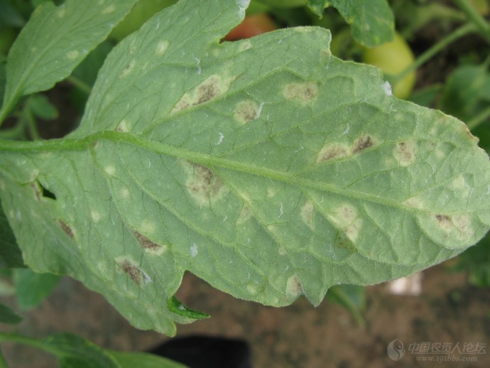 番茄叶霉病清晰照片
