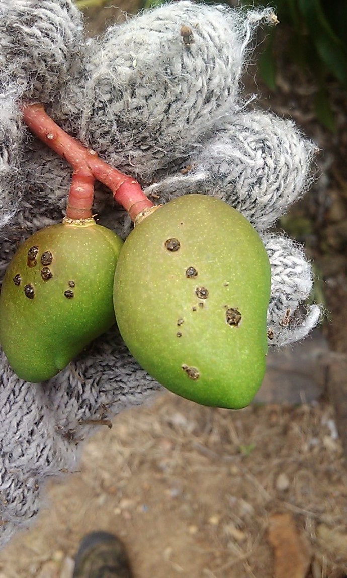 [芒果]芒果果实疑似疮痂 角斑?求鉴定