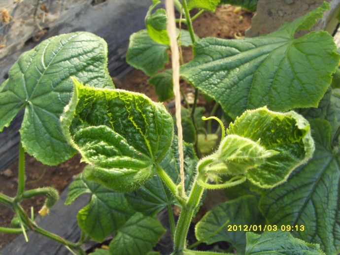 刚拍的黄瓜低温引起的灰霉病霜霉病缺钙缺镁