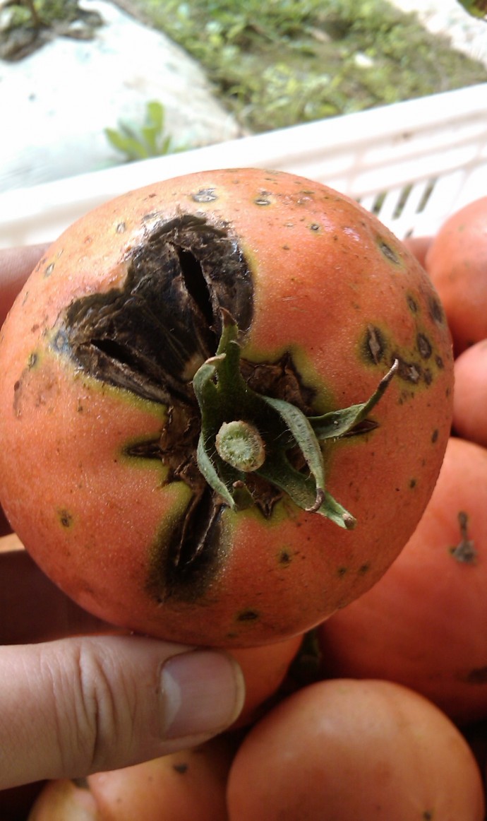 番茄温室番茄怎么老烂果而且有些苗枯掉了