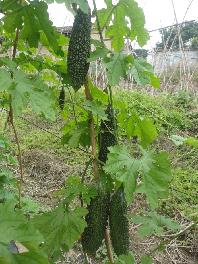 黑珍珠苦瓜