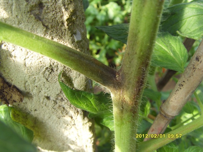 番茄苗期疫病图片图片