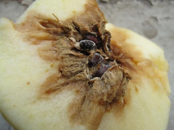 苹果霉心病与黑点病