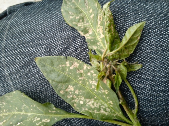 想问问这辣椒叶是什么症状?