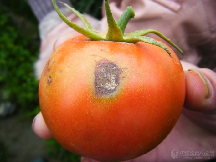 番茄褐斑病图片及防治图片