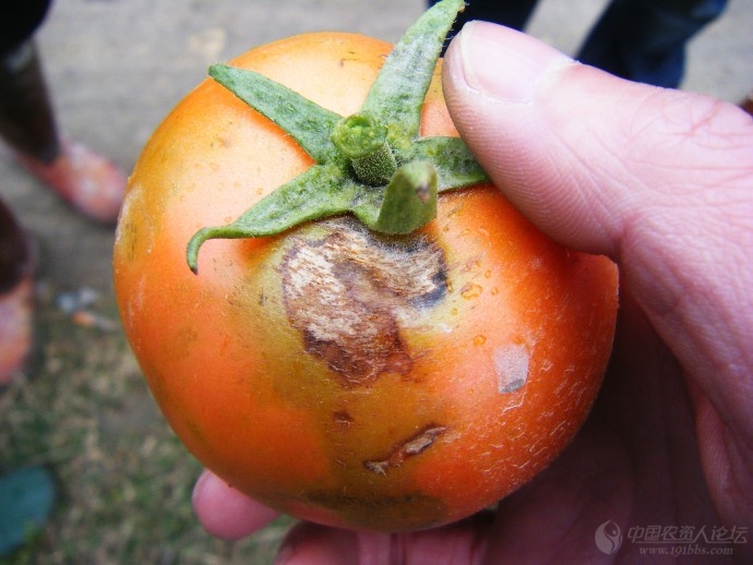 番茄黑斑病