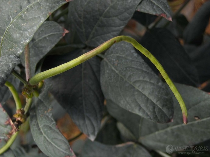 豇豆氟环唑药害图高清