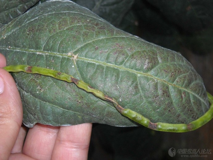 豇豆氟环唑药害图高清