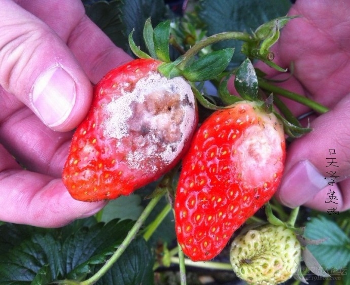 草莓霜霉病初期图片图片