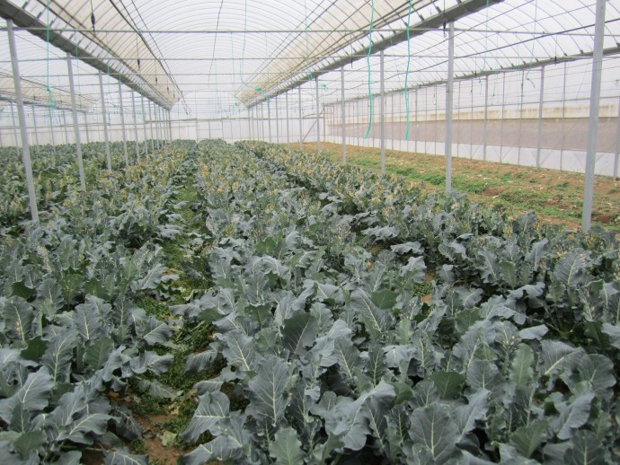 [青花菜]西兰花叶片有干枯斑点,大棚门口没有,请教高手