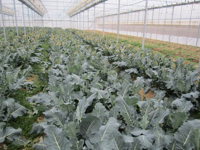 [青花菜]西兰花叶片有干枯斑点,大棚门口没有,请教高手