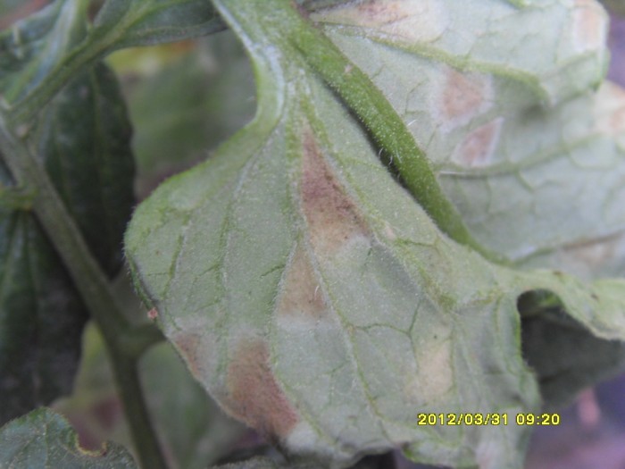 [番茄]刚拍的西红柿叶霉病图片,有什么好的药物防治啊!谢谢坛友了!