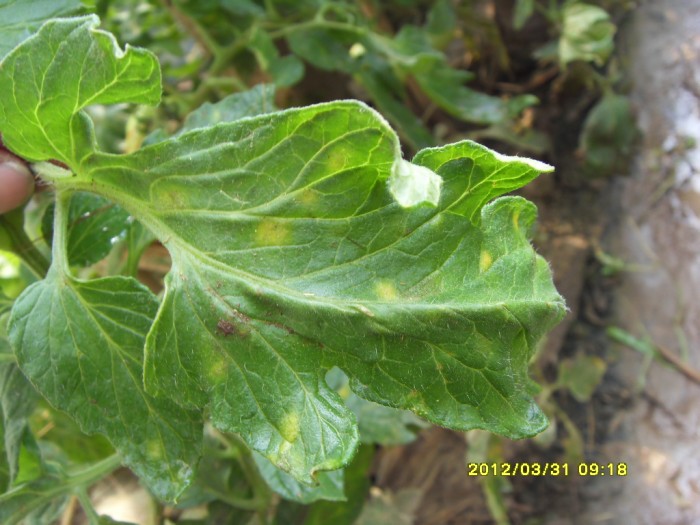 [番茄]刚拍的西红柿叶霉病图片,有什么好的药物防治啊!谢谢坛友了!