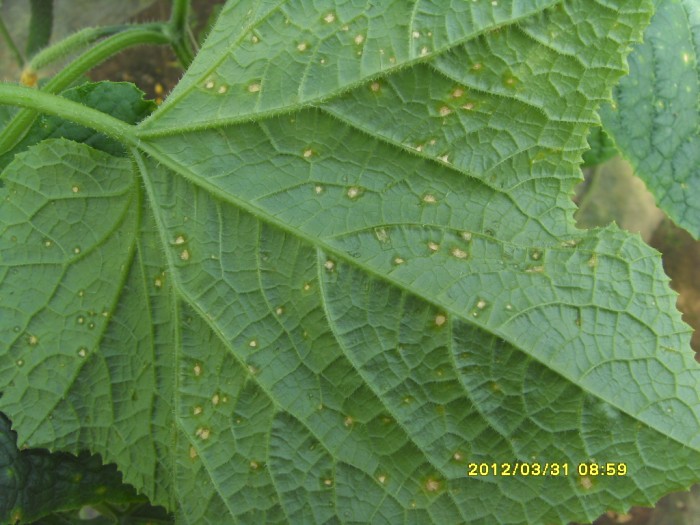 黄瓜今天刚拍的黄瓜黄点病是否这种病害图片欢迎交流