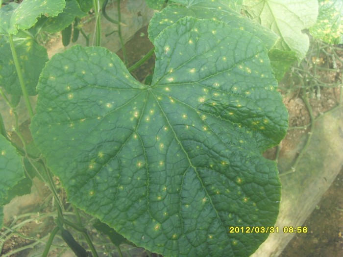 黄瓜今天刚拍的黄瓜黄点病是否这种病害图片欢迎交流
