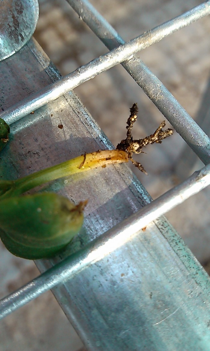 黄瓜请问这是不是黄瓜立枯病有图