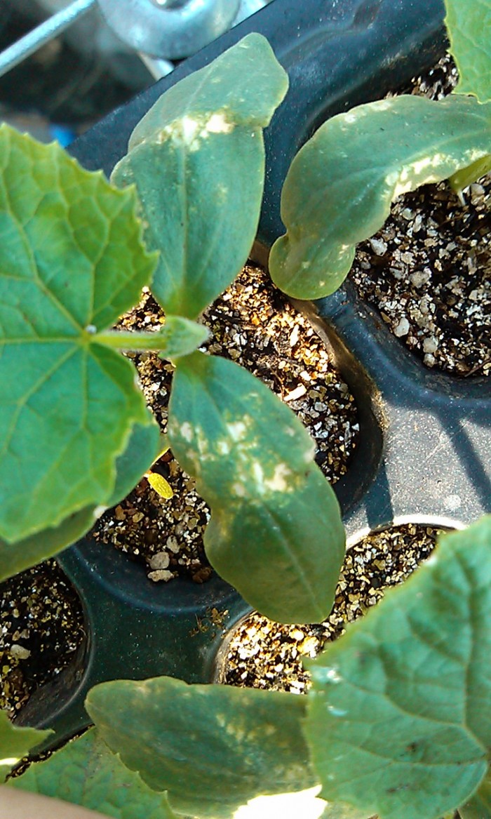 [黄瓜]黄瓜幼苗子叶上有斑,向下折,是什么毛病? 有图