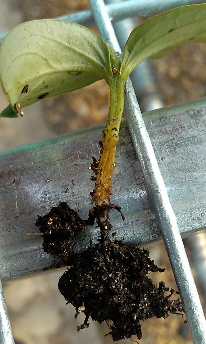 黄瓜请问这是不是黄瓜立枯病有图