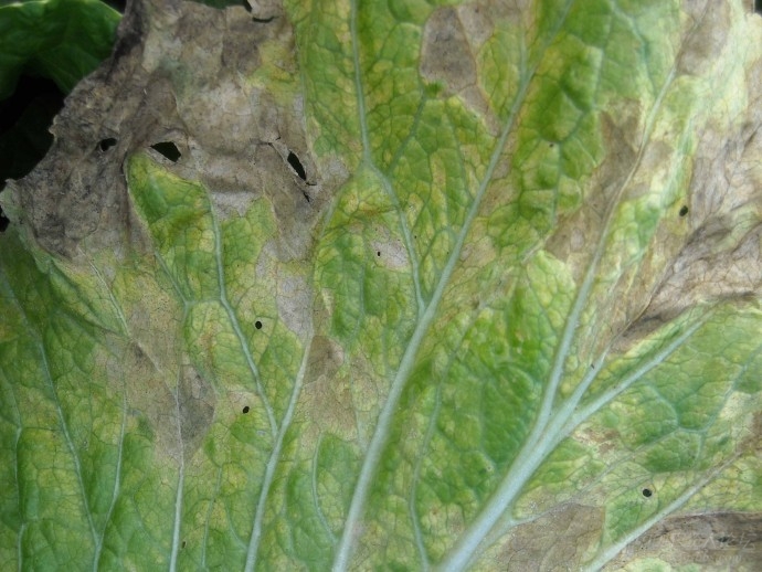白菜霜霉病菌形态图图片