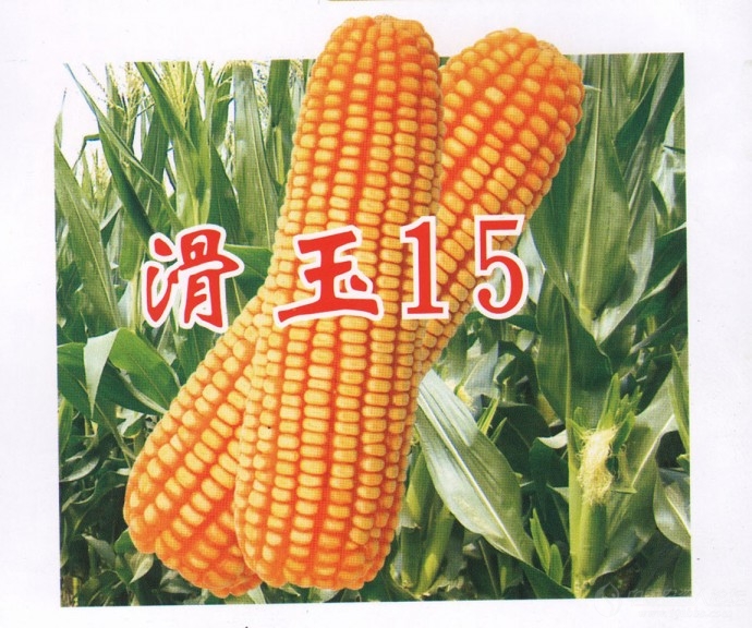 滑玉13玉米品种简介图片